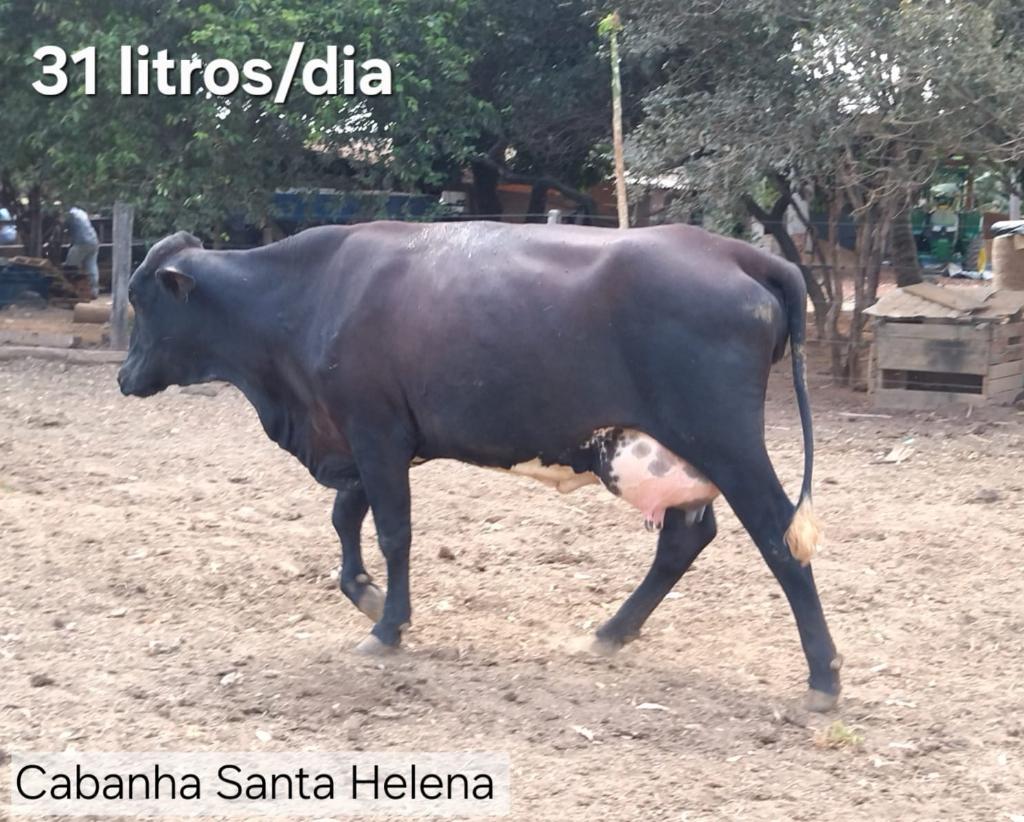 vaca Santa Helena