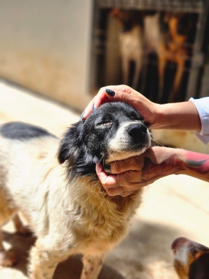 Prefeitura de Cuiab&aacute; promove mutir&atilde;o de vacina&ccedil;&atilde;o e ado&ccedil;&atilde;o de animais no Passaredo