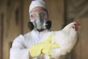 Mapa confirma caso de gripe avi&aacute;ria em Acorizal; equipes do Indea atuam para conter foco