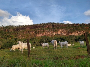 Mato Grosso fecha 2025 com 31,6 milh&otilde;es de bovinos, aponta Indea