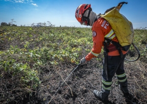Corpo de Bombeiros combate 9 inc&ecirc;ndios florestais neste domingo (21)