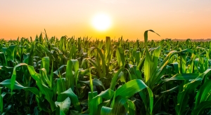 Queda no plantio de milho em 1,3 milh&atilde;o de hectares amplia incertezas para o segundo semestre