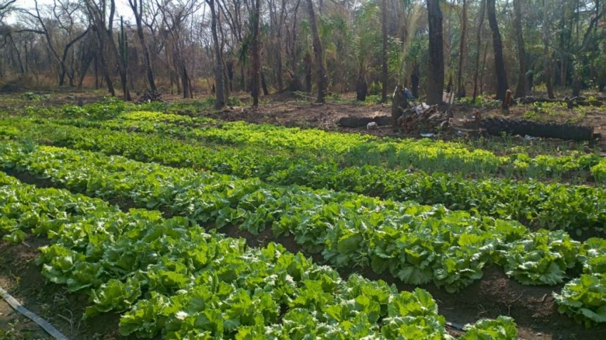 Horta agroecol&oacute;gica em V&aacute;rzea Grande recebe apoio t&eacute;cnico da Prefeitura