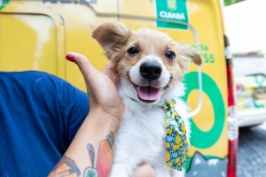 SES j&aacute; distribuiu 775 mil doses de vacina antirr&aacute;bica animal para munic&iacute;pios de MT