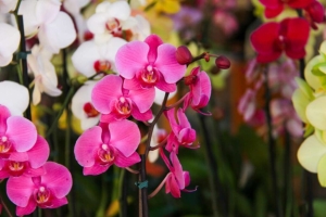 Festival de Flores e Plantas de V&aacute;rzea Grande, tem expectativa de movimentar R$ 200 mil
