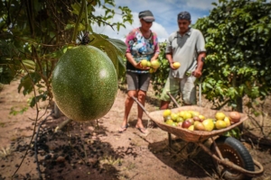Governo de MT lan&ccedil;a programa inovador para fortalecimento da agricultura familiar em parceria com Banco Mundial