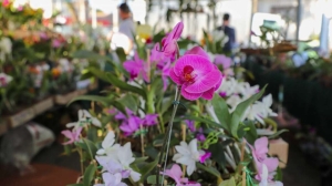 V&aacute;rzea-grandenses aderem e 5 mil pessoas prestigiam 1&deg; Festival de Flores e Plantas