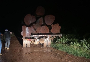 Pol&iacute;cia Civil e Sema flagram transporte e venda ilegal de madeira em Novo Mundo