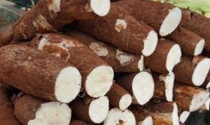 Pre&ccedil;o da mandioca sobe e atinge maior valor desde fevereiro