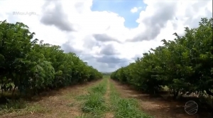 O projetO auxilia os produtores a se beneficiarem com a frutifica&ccedil;&atilde;o e a cria&ccedil;&atilde;o de animais &mdash; Foto: Reprodu&ccedil;&atilde;o TV Centro Am&eacute;rica