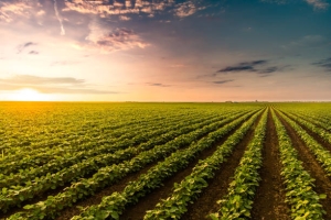 Com salto de 11,6%, agro lidera expans&atilde;o do PIB at&eacute; o 3&ordm; trimestre