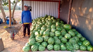 Agricultura familiar de V&aacute;rzea Grande colhe frutos com apoio t&eacute;cnico