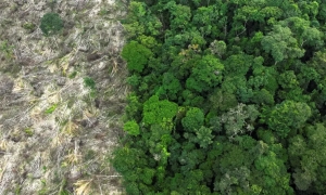 Em 40 anos, Amaz&ocirc;nia perdeu &aacute;rea de vegeta&ccedil;&atilde;o do tamanho