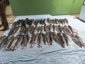 Companhia Ambiental da PM apreende 412 quilos de pescado irregular em Poxor&eacute;u