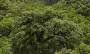 Mata Atl&acirc;ntica perde 2,4 milh&otilde;es de hectares em 40 anos